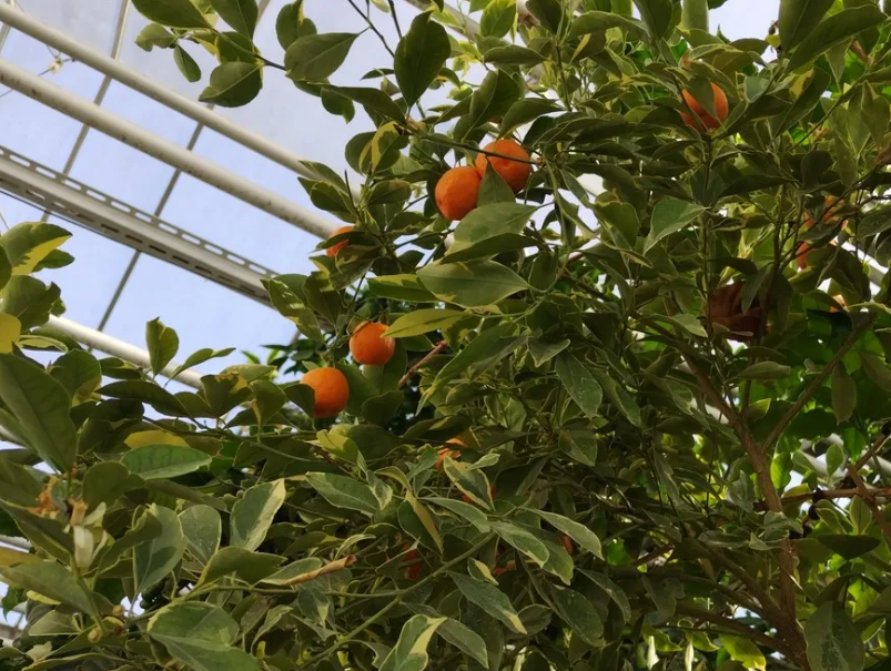 Family orchard growers among fruit trees